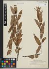 Foto von Salix argophylla Nutt.